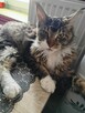 Kotka balbinka Maine coon - 6
