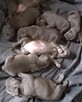 Amstaff Blue bardzo dobra genetyka - 7