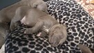 Amstaff Blue bardzo dobra genetyka - 1