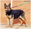 Gerda – przyjazna, nieco starsza sunia szuka spokojnego domu - 2