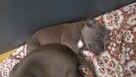 Amstaff Blue bardzo dobra genetyka - 6