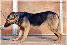 Fama – kochana, wpatrzona w człowieka miniowczareczka - 8