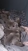 Amstaff Blue bardzo dobra genetyka - 5