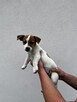 Mała dama, wielkie serce – Jack Russell z rodowodem czeka! - 2