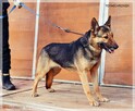Fama – kochana, wpatrzona w człowieka miniowczareczka - 4