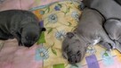Amstaff Blue bardzo dobra genetyka - 4