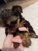 Yorki - 2