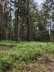 Sprzedam las - 8