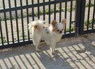 Chihuahua dostępne szczenięta - 1