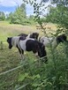 Chętnie poznam. - 3