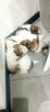 Shih tzu szczeniaki - 3