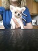 Chihuahua dostępne szczenięta - 3