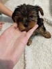 Yorki - 4
