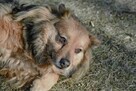 Walduś-niewielki delikatny pies do adopcji - 7