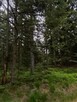 Sprzedam las - 9