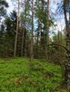Sprzedam las - 7