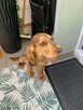 Cocer Spaniel Angielski - 2