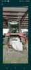 Kombajn zbożowy massey ferguson 31xp - 3