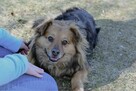 Walduś-niewielki delikatny pies do adopcji - 2