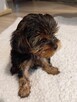 Yorki - 1