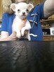 Chihuahua dostępne szczenięta - 6