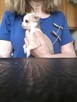 Chihuahua dostępne szczenięta - 4