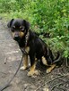 ZIOMEK młody spokojny piesek poleca się do adopcji - 5