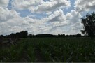 Syndyk sprzeda - Tartak, nieruchomość gruntowa 0,66 ha - 3