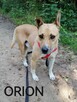 ORION młody czujny pies szuka domu - 5