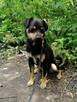 ZIOMEK młody spokojny piesek poleca się do adopcji - 2