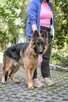 Roki-porzucony pies w typie owczarka niemieckiego do adopcji - 3
