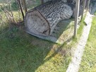Drewno orzechowe - 6