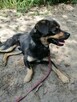 ZIOMEK młody spokojny piesek poleca się do adopcji - 8