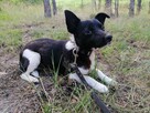 KAMYK malutki nieśmiały piesek szuka domu - 7