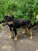 ZIOMEK młody spokojny piesek poleca się do adopcji - 3