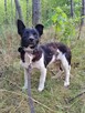 KAMYK malutki nieśmiały piesek szuka domu - 6