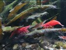 Krewetki Red Cherry - 4