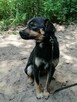 ZIOMEK młody spokojny piesek poleca się do adopcji - 6