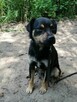 ZIOMEK młody spokojny piesek poleca się do adopcji - 4