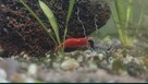 Krewetki Red Cherry - 3