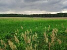 Sprzedam działkę leśną w Zbiersku - 6