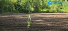 Działka budowlana 1000 m² Brwinów Półnnoc - 2