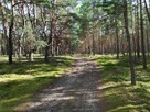 Sprzedam działkę leśną w Zbiersku - 8