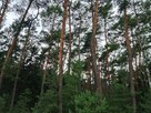 Sprzedam działkę leśną w Zbiersku - 3