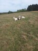 Sprzedam kozy i koziołki - 2
