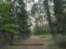 Sprzedam działkę leśną w Zbiersku - 7