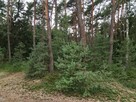 Sprzedam działkę leśną w Zbiersku - 4