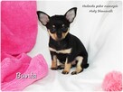 Mini Suczka BUNIA Ratlerek XS! Pinczer miniaturowy +Rodowód - 6