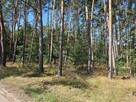 Sprzedam Działki Dąbrowa gmina Kuślin - 4