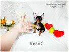 Mini Piesek BAKUŚ Ratlerek /sarenka Pinczer miniaturowy +Ro - 2